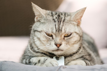 Cat feel relaxed on carpet