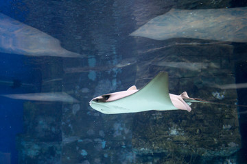 Electric ray fish in aquarium © wasnoch
