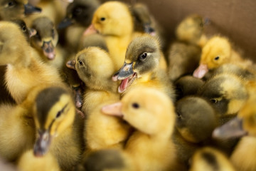group of small ducklings in a cardboard box in the bazaar