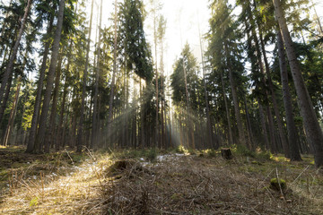 sunny beams at a spring forest. 