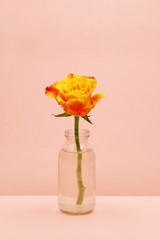 Single rose in a glass bottle on pink background