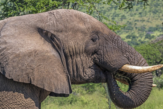 Head Tusks Ears and Trunk of  Elephant Drinking Water