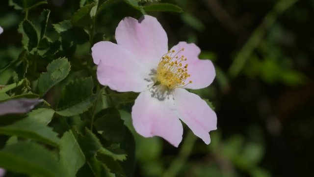 Rosa canina. Pink flower of a dog rose on green background. The plant is known as wild rose. Macro shot