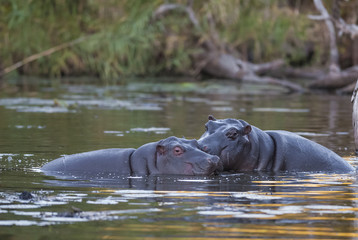Fototapeta na wymiar Hippopotamus , Kruger National Park , Africa