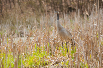 Br&uuml;tender Graukranich, das Gelege liegt im trockenen Schilf in einem Sumpfgebiet, der Kranich steht und h&auml;lt Ausschau, im Hintergrund Buchenwald.