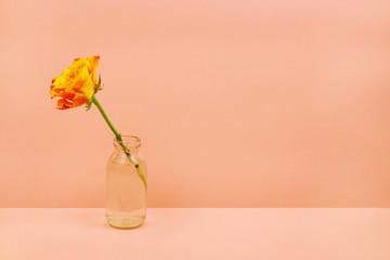 Single rose in a glass bottle on pink background