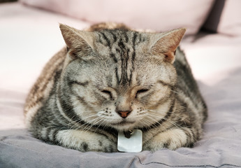 Cat feel relaxed on carpet