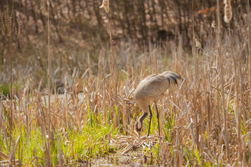 Brütender Graukranich, das Gelege liegt im trockenes Schilf in einem Sumpfgebiet. Im Hintergrund Buchenwald. Der Kranich steht und dreht die Eier.
