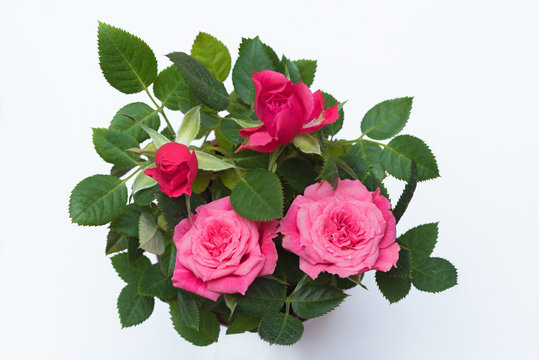 kleinblütige rosa Rose auf weißem Hintergrund, Draufsicht
