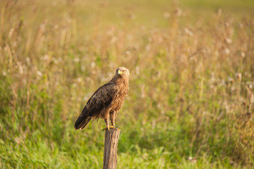 Schreiadler, der kleinste Adler Deutschlands, sitzt auf einem Pfahl, Hintergrund Wiese
