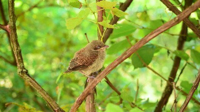 Very young whitethroat fledgling dozing in natural environment perching on twig of green tree in a garden opening and closing its eyelids.