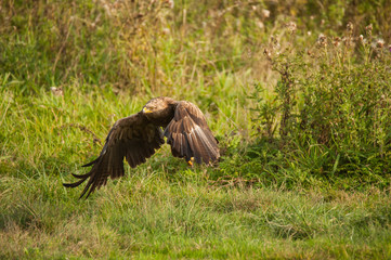 Schreiadler, der kleinste Adler Deutschlands im Flug, Hintergrund Wiese