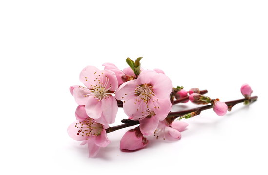 Spring flowers isolated on white, with clipping path