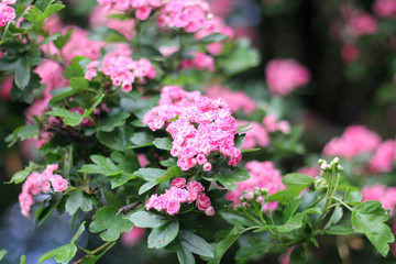 Branch with beautiful flowers.