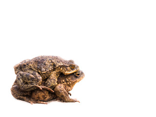 Two mating toads bufo bufo on white background