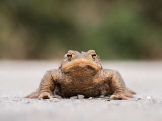 One toad bufo bufo looking to a camera