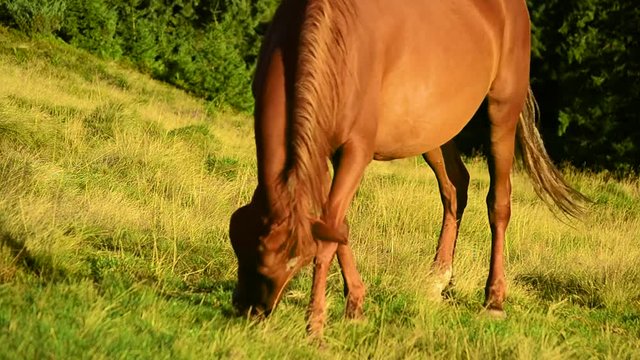 Closeup of brown mare grazing on pasture in late summer on background of fir trees eating partially dried grass at dawn. Shot in Carpathian mountains in late August.