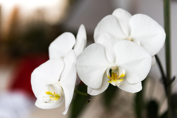 Fototapeta na wymiar Fresh pure white phalaenopsis orchids