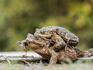 Two mating toads bufo bufo