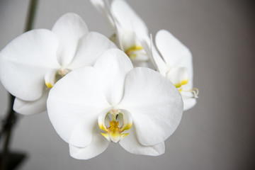 Naklejka na ściany i meble Petals of white orchid in close up