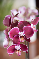 Beautiful deep pink Phalaenopsis orchids