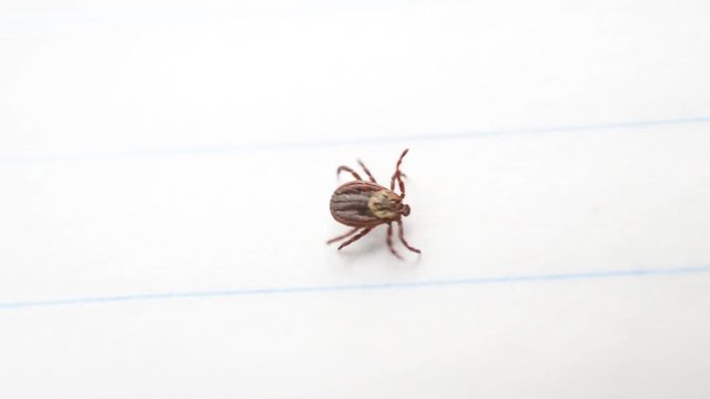Hard tick crawls on white background. Dermacentor. Macro shot.