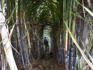 Madeira, Portugalia - dziewczyna w tunelu trzciny cukrowej © Iwona