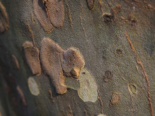 The surface of the wood without bark