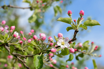 Frühling 436
