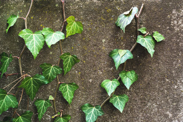 Close-up of a natural background of green ivy stems with leaves crawling on a cement wall