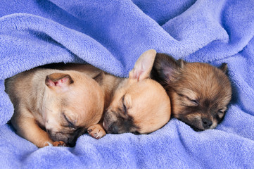 Chihuahua Welpen schlafen auf einer Decke
