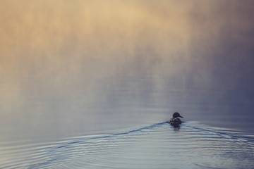 Swimming bird in dust