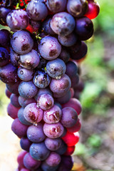 Ripe grapes in fall in Alsace, France