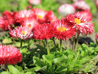 Розовые маргаритки на клумбе весной © dinar12