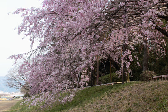 京都　半木の道の桜