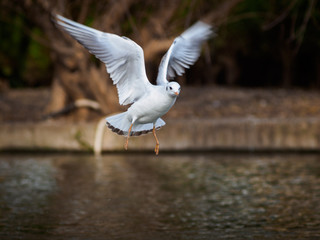 Bird, Seagull in flight.