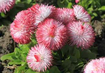 Розовые маргаритки на клумбе весной © dinar12