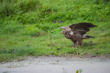 Schreiadler im Regenguss, seltenster und kleinster Greifvogel Deutschlands,schüttelt sein Gefieder nach Regenguss aus