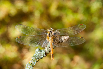 dragonfly on a branch in the garden