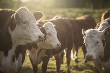 Beed cow portrait in sunshine