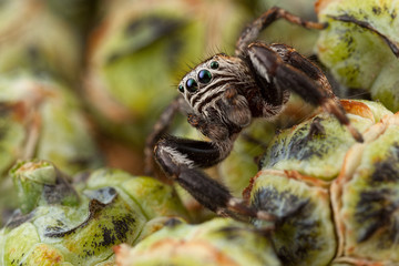Jumping spider and thuja buds