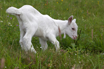Small white goat playing in the meadow