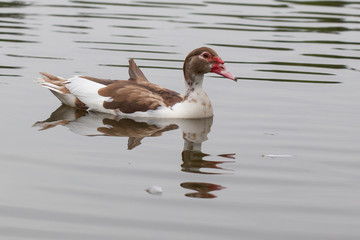 Chocolate duck swim in the river