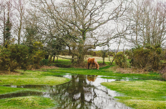 New Forest Pony grazing in the New Forest, Dorset, England
