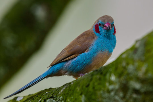 Red-cheeked cordon-bleu