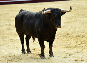 toro en corrida en españa