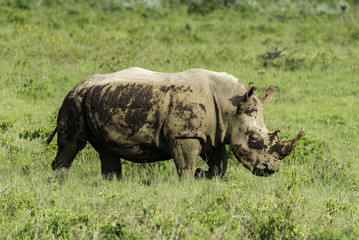 Fototapeta premium Muddy Rhino