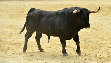 toro negro español