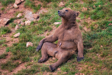 Obraz premium Niedźwiedź brunatny, Ursus arctos.