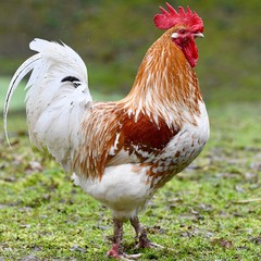 coq